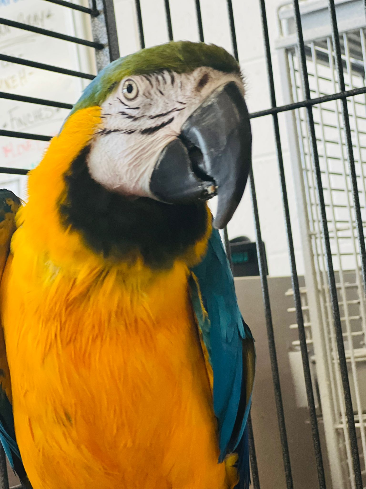 Blue and gold macaw-1